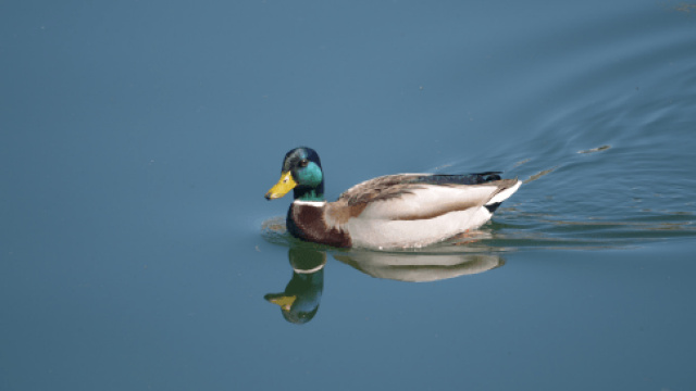 Ruta 3: Paseo por la ribera del Embalse de Santillana