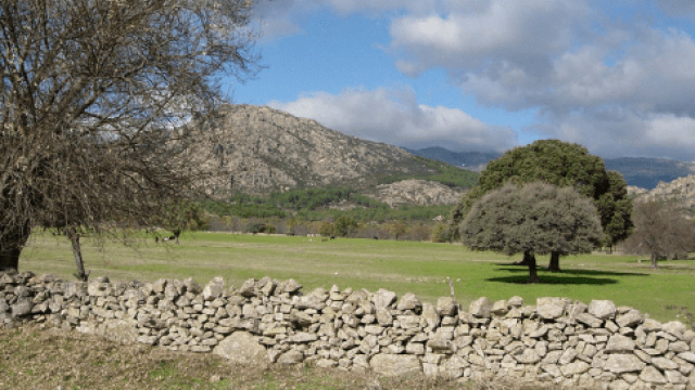Ruta 7: Paseo entre fresnos, robles y cercas de piedra por Soto del Real