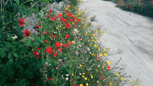 Route 15: From Alpedrete to Los Molinos along shepherds' paths