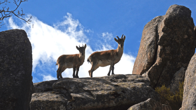 Route 24: A different ascent to the summit of La Maliciosa