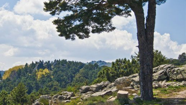 Guadarrama. Ruta de los álamos blancos