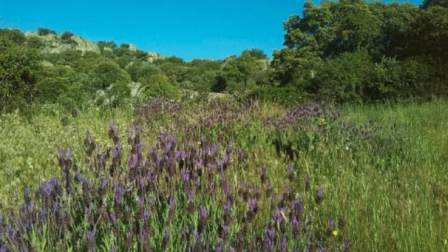 Red de Caminos Inclusiva