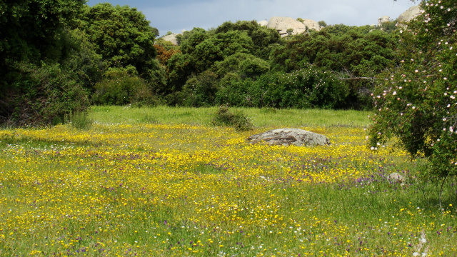 Ruta 8: Un paseo por el monte mediterráneo. Ruta circular por Hoyo de Manzanares