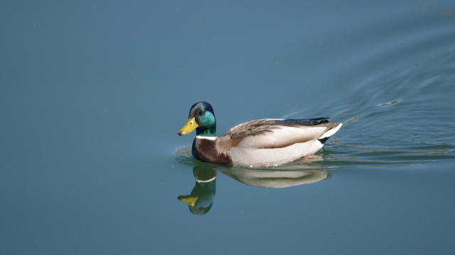 Manzanares el Real. Embalse de Santillana Ida